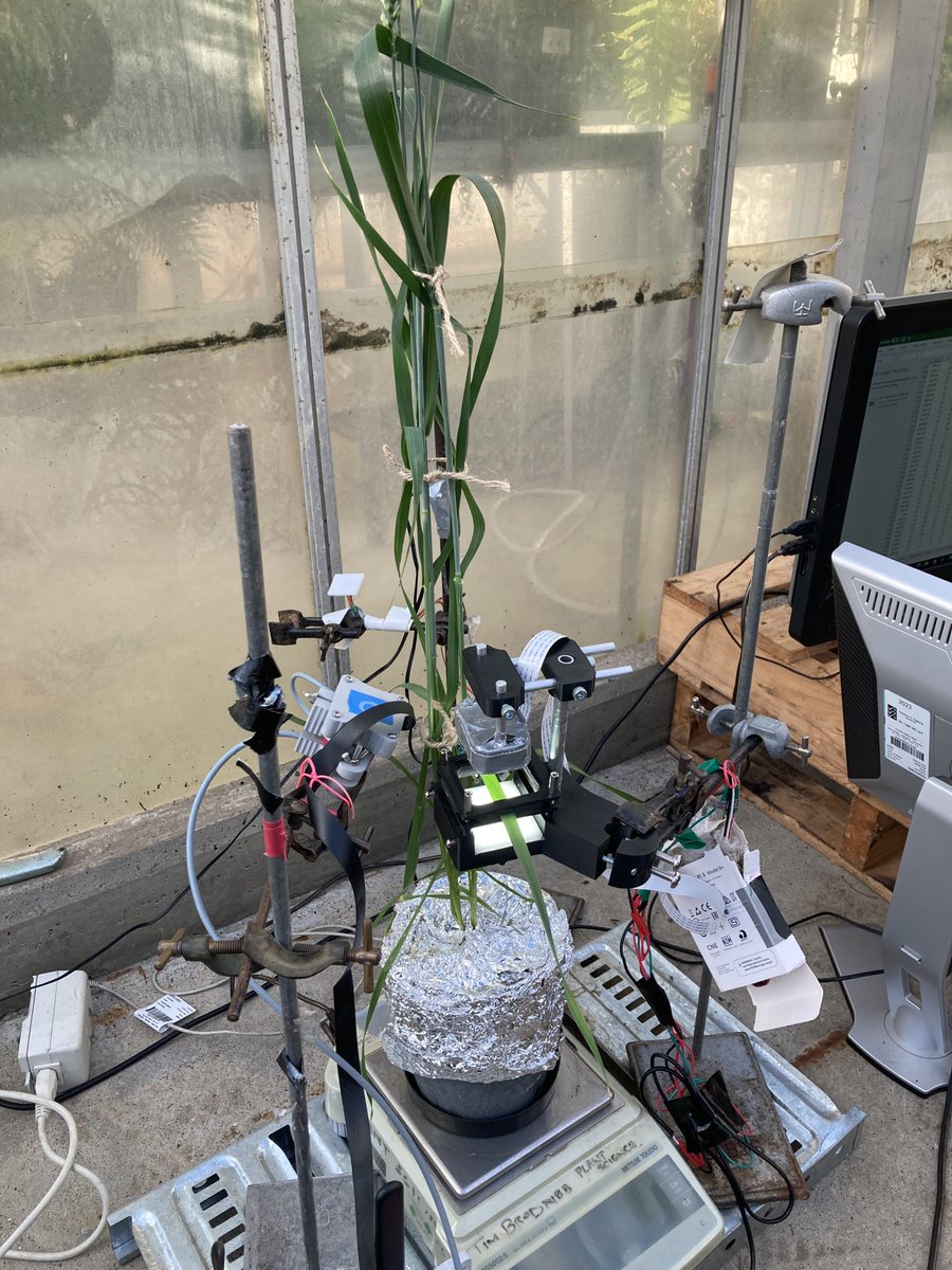In-situ continuous monitoring of stem/leaf water potential using our optical dendrometers Check out some of the cool stuff you can do with this little device