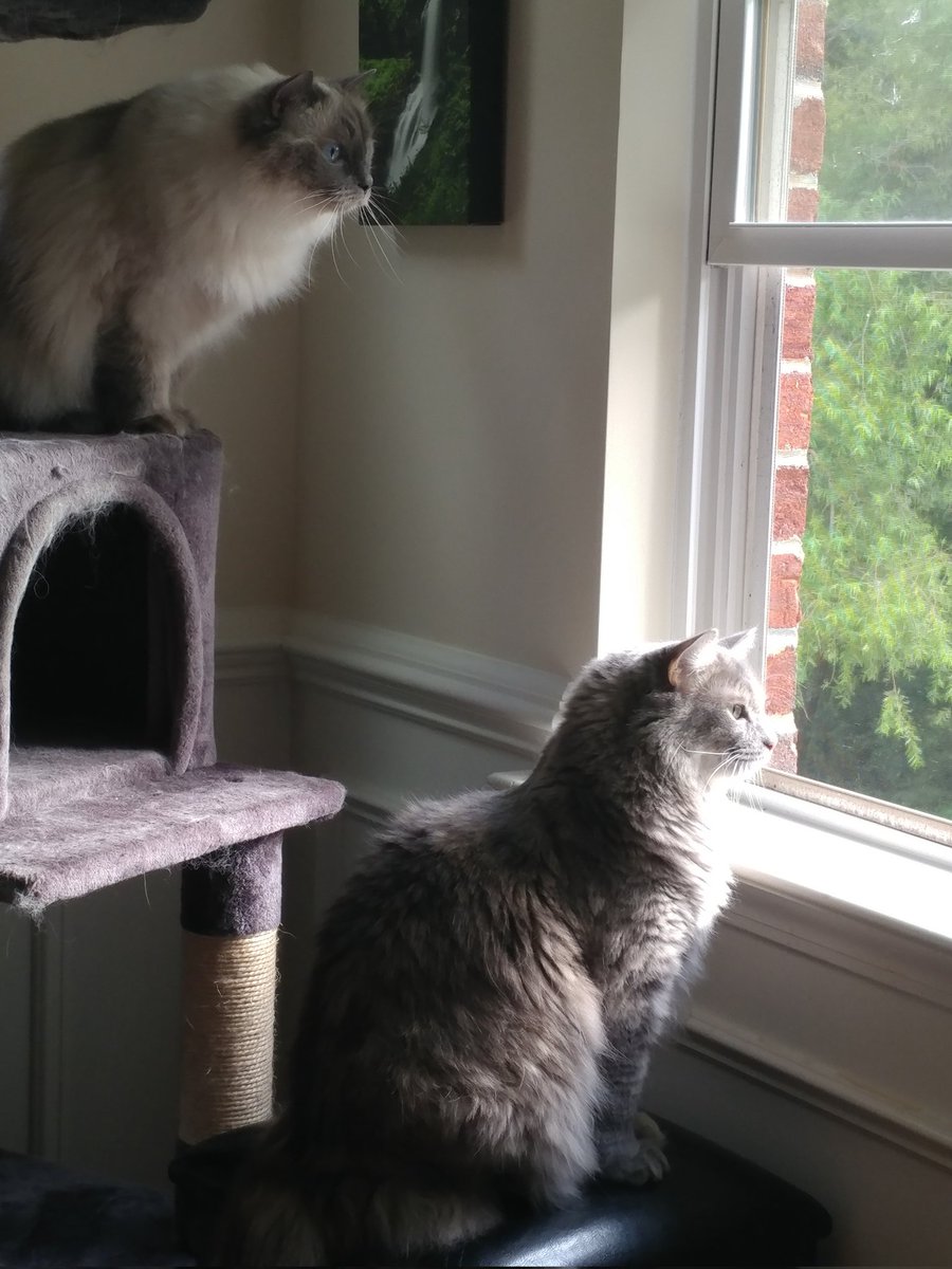 4fluffketeers's tweet photo. Pawrents put the bird feeder up again and the birds are back. We're keeping a very close eye on them!
🐾Kana/Tsuki
#birdwatching #ledgewatch #cats #windowwatch #hedgewatch #CatsOfTwitter #catlife https://t.co/kmpbkYqxFH