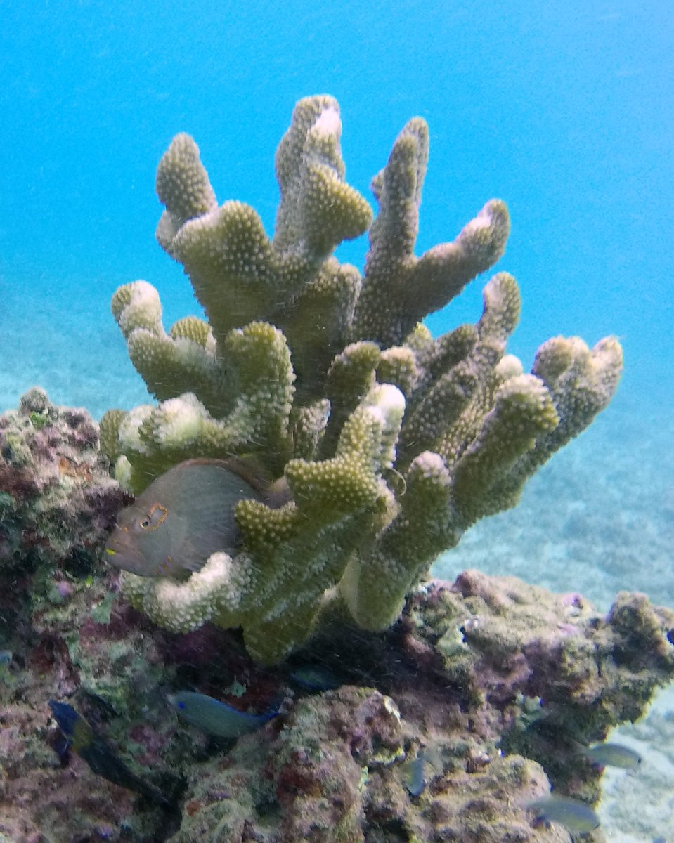 Scuba_Directory's tweet photo. 🐠 Dive Site: Koloa Landing 
📍 Kauai, Hawaii
👉 https://t.co/LLRgjS0BNs
---------------------------------
#thescubadirectory #ScubaDivingMag #Kauai #Hawaii  #PADI  #scubadiving #uwphotography #scuba #ocean  #underwaterphoto #scubadiver #scubadive #GoPro #goprohero6 #reef https://t.co/bvXYL3G6Rp