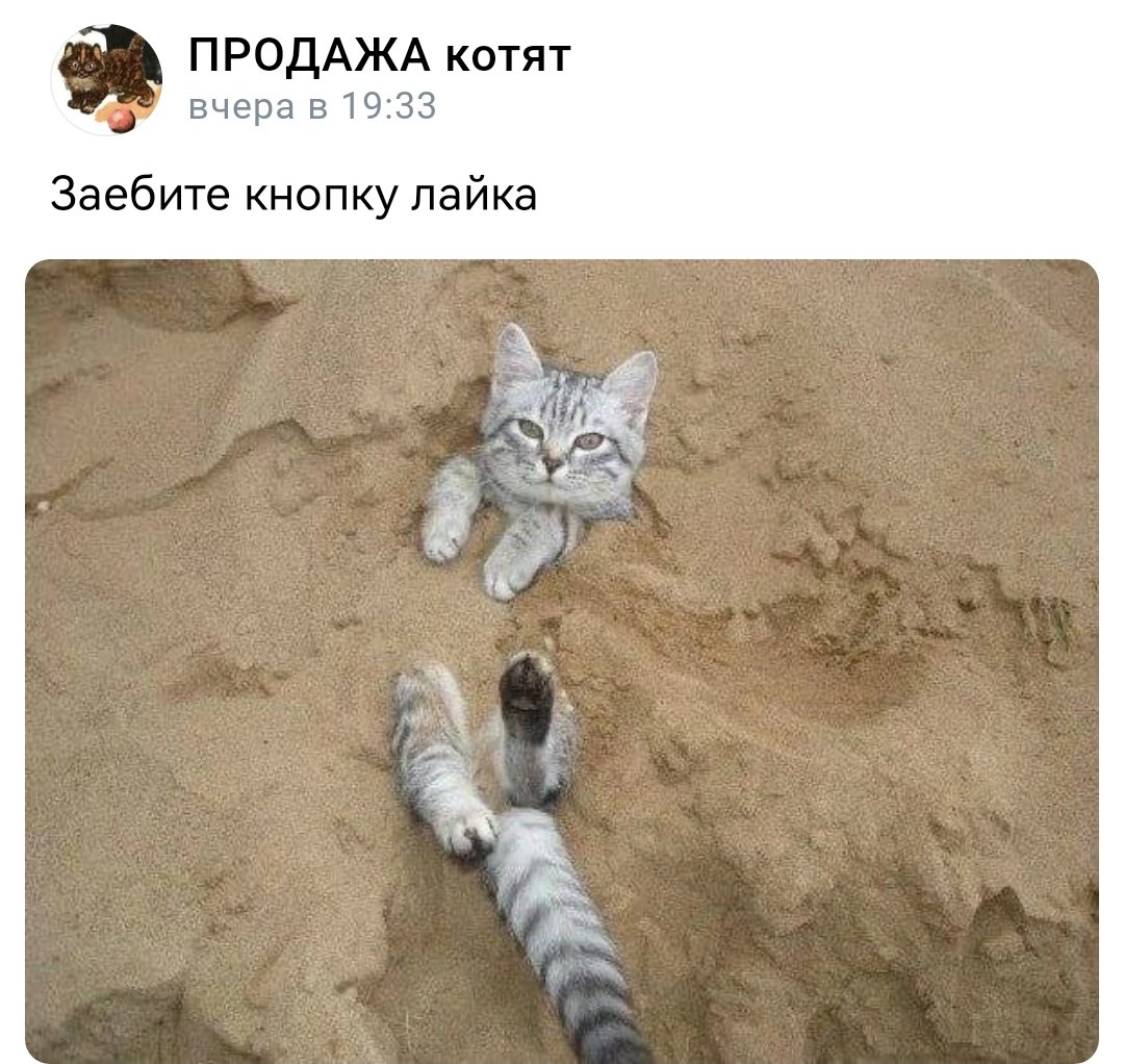 Кошка в песочнице