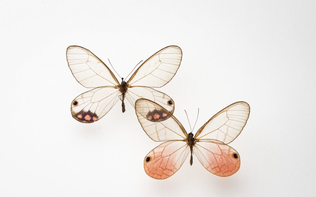 RAMMuseum's tweet photo. Call-out for artists! - Project Buzz π¦
We're looking for two artists to design and run three light-touch workshops each with children and young people inspired by RAMMs insect collections
Deadline to apply 19 Sep
Find our more here > https://t.co/gpRTUINCGQ
#insectproject https://t.co/oJSW7y9hus