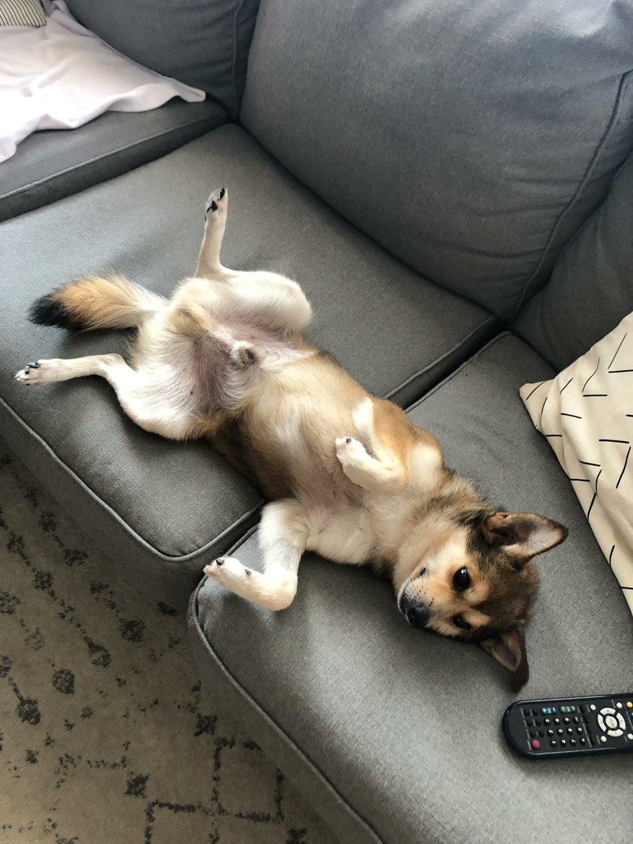 cthumane's tweet photo. Umm, it looks like you missed the memo: Max is pawesome. Lap dog. Great smile. Mr. Manners. Car lover. Take him home today!
#adopt #dogs #futurebestfriend https://t.co/5gzreucsHj