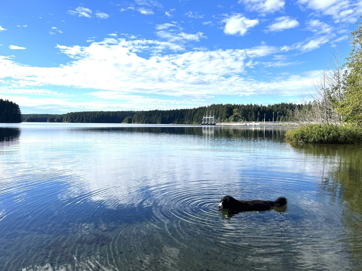 kiwi_v8's tweet image. Cooling off at the lake. 🐻😃👌🏽
.
.
.
.
.
.
#zed #bernese #hitdog #goodboy