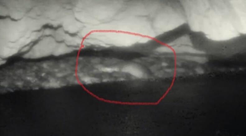 Federparchi's tweet photo. La #focamonaca torna dopo 50anni nel Tirreno, la storia e le immagini riprese nella grotta dell’isola di #Capraia dove si è stabilita. La news e link ai video https://t.co/FfsdyuD05k https://t.co/4LTXrpDaAo