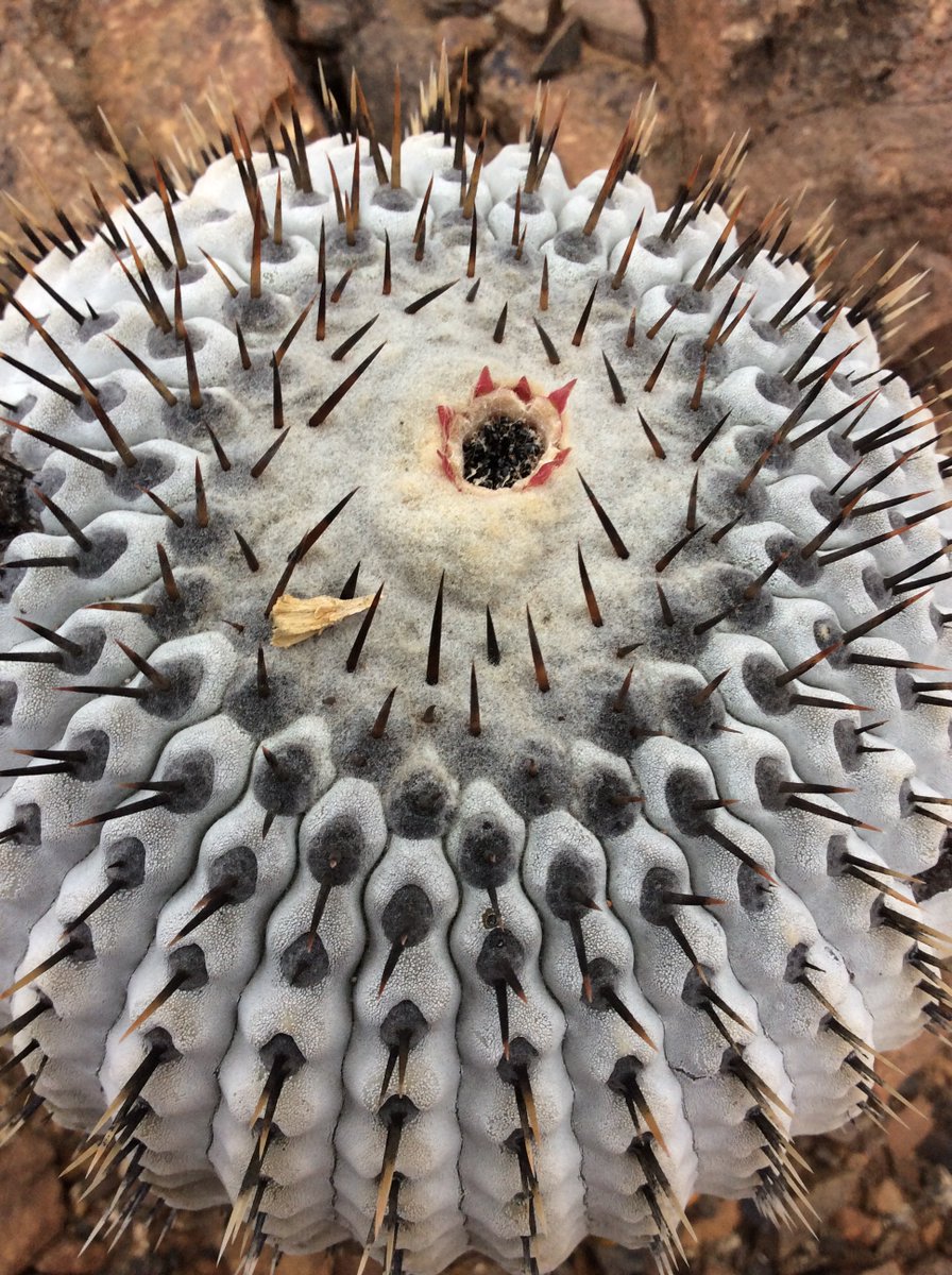 Chester Zoo Science tweet media