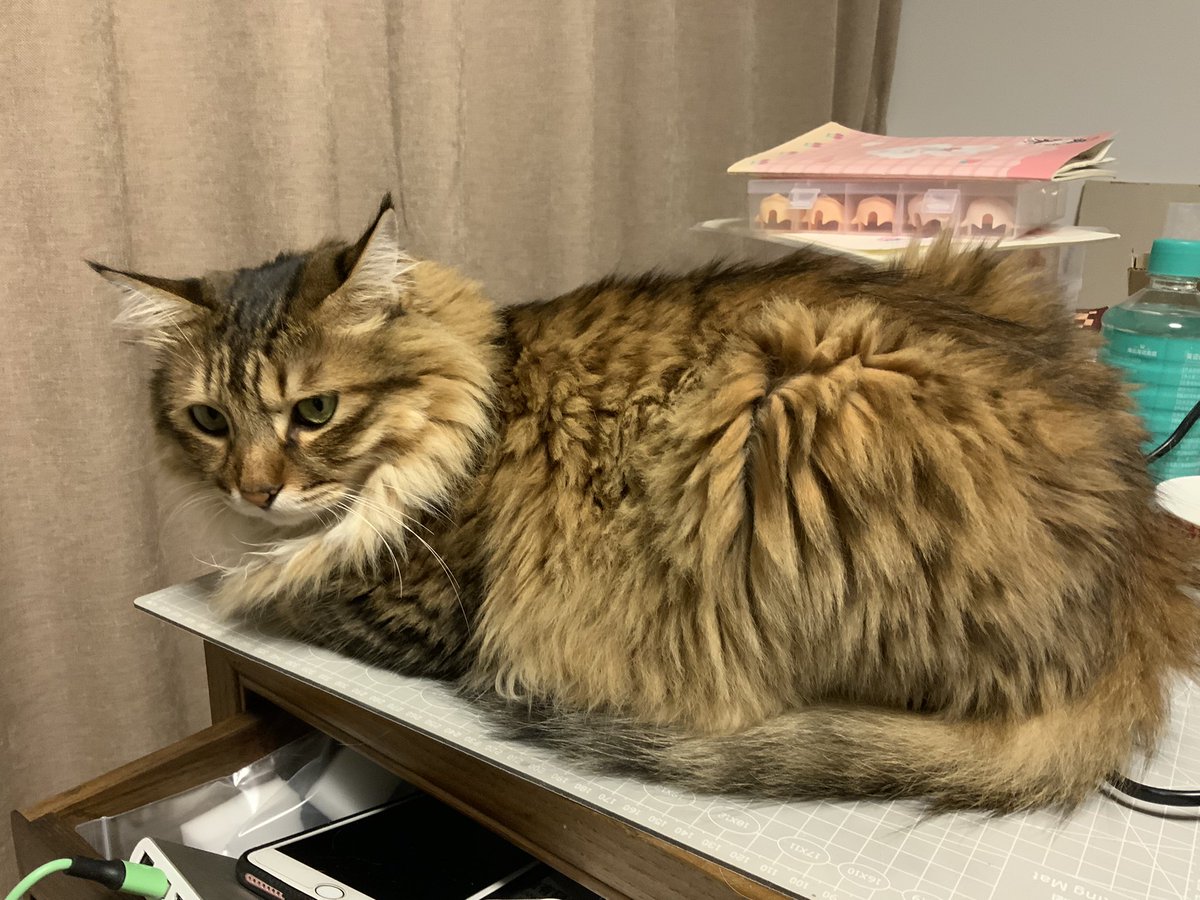 RongRong_thecat's tweet photo. おお早よ､

#cat #cats #CatsOfTwitter #CatsOnTwitter #Caturday https://t.co/DsPRg0v0rx