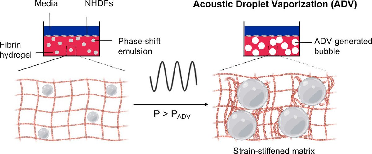 Acta Biomaterialia tweet media