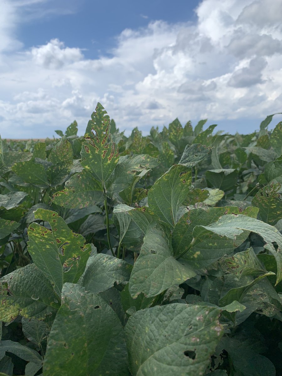 NCStatesoybeans's tweet image. These photos from our plots show triazole phytotoxicity in soybeans where the application was made at the mid-to-late reproductive growth stages . Can be confused with SDS symptoms and other fungal diseases. @NCExtension @CropAndSoil @NCSU_DEPP @ncsoybeans
