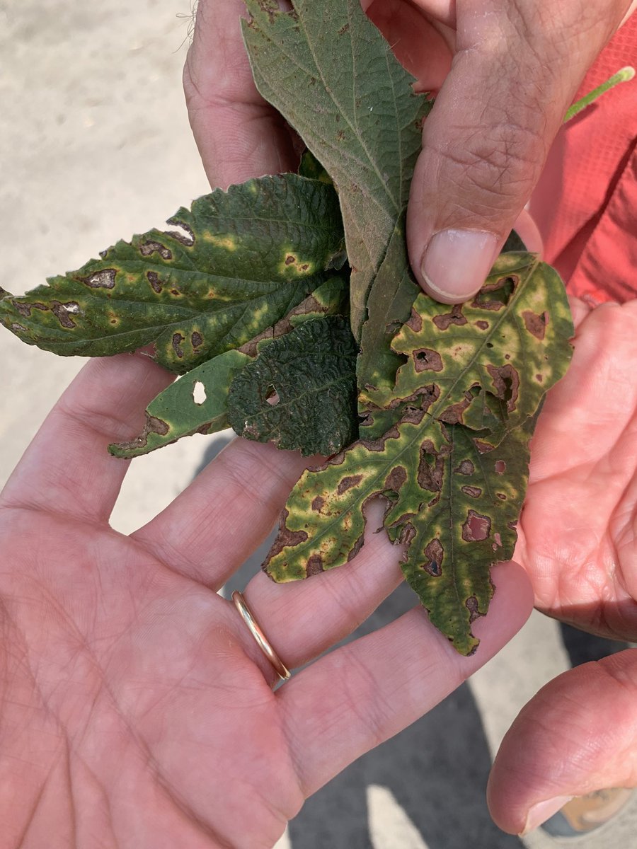 NCStatesoybeans's tweet image. These photos from our plots show triazole phytotoxicity in soybeans where the application was made at the mid-to-late reproductive growth stages . Can be confused with SDS symptoms and other fungal diseases. @NCExtension @CropAndSoil @NCSU_DEPP @ncsoybeans