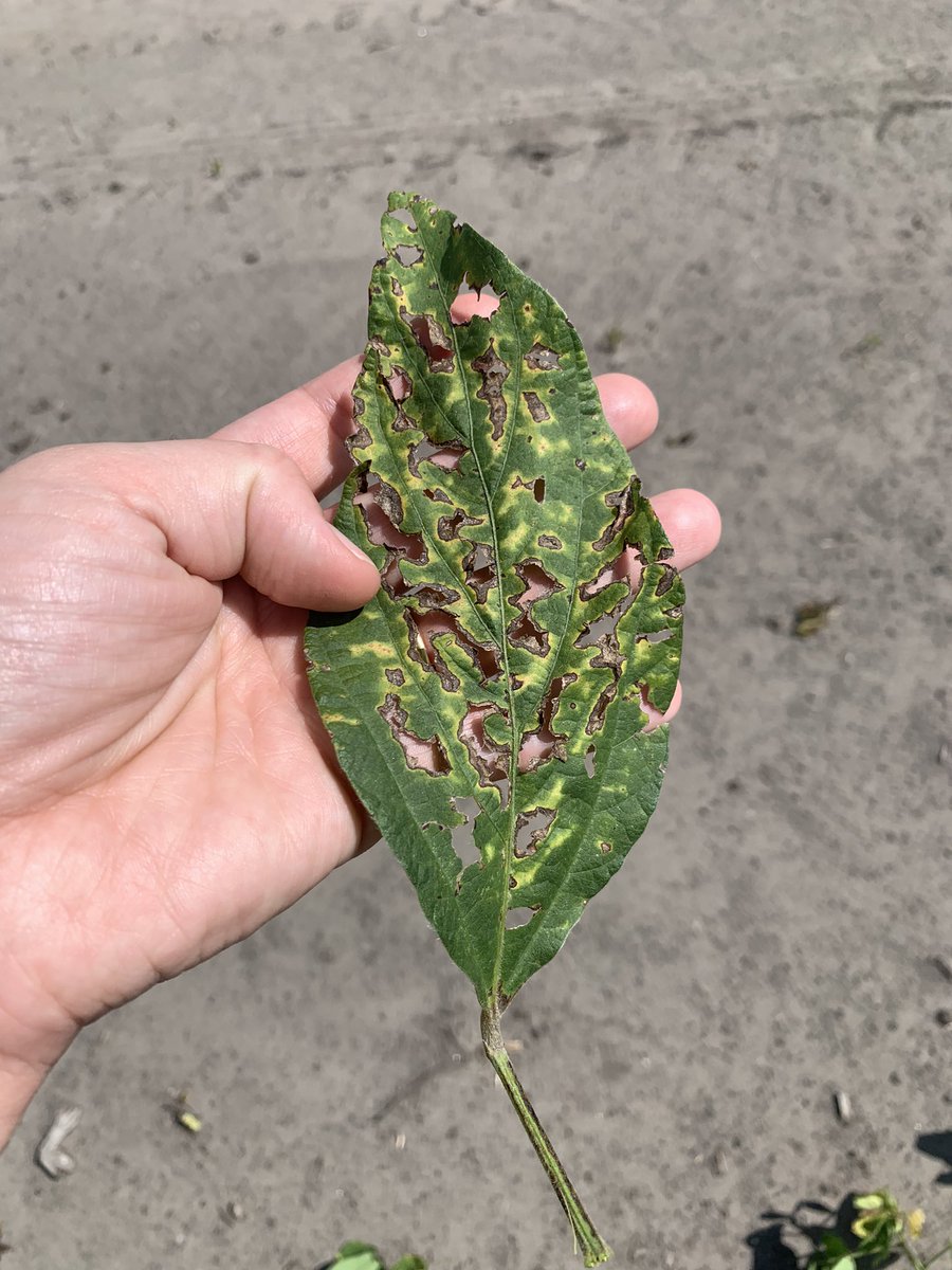 NCStatesoybeans's tweet image. These photos from our plots show triazole phytotoxicity in soybeans where the application was made at the mid-to-late reproductive growth stages . Can be confused with SDS symptoms and other fungal diseases. @NCExtension @CropAndSoil @NCSU_DEPP @ncsoybeans