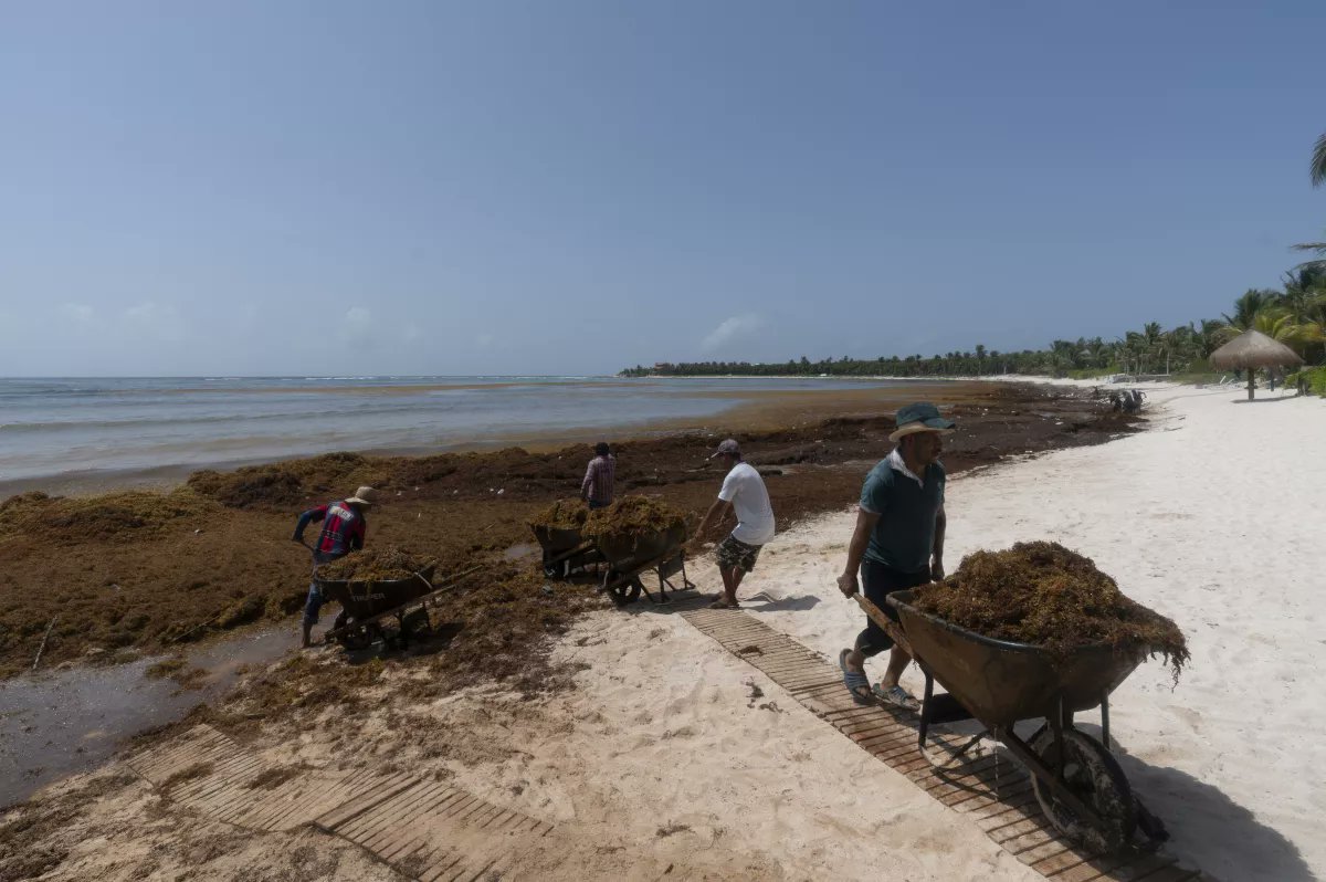 Así la difusión de Tulum 
Sargazo, azote para el turismo y la salud en México... 
latimes.com/espanol/mexico…