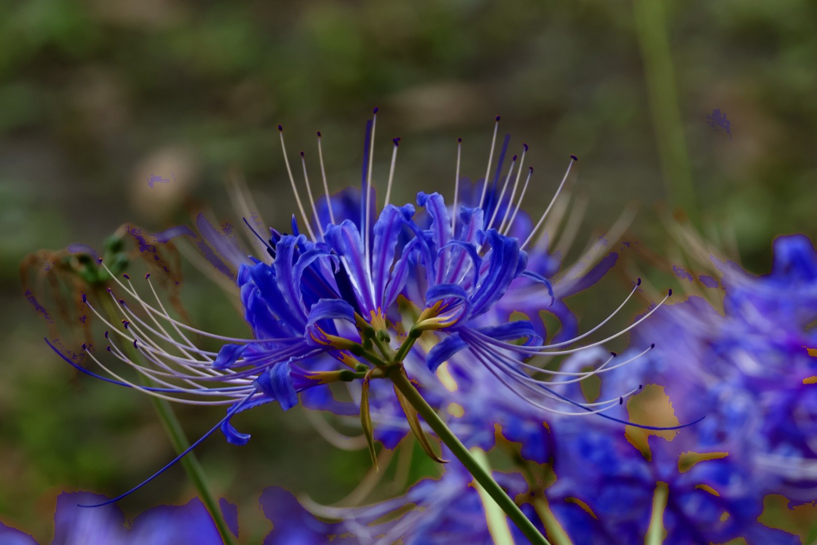 青い彼岸花 Twitter પર શ ધ Twitter