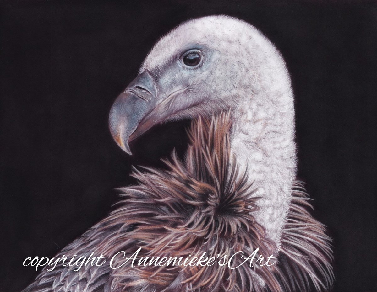 I'm a finalist in the Sketch for Survival 2022 competition ! This artwork will be exhibited at gallery@oxo in London in November and sold via an online auction.
Juvenile Rüppell's vulture, coloured pencils, pan pastel background.

#sketchforsurvival #explorersagainstextinction