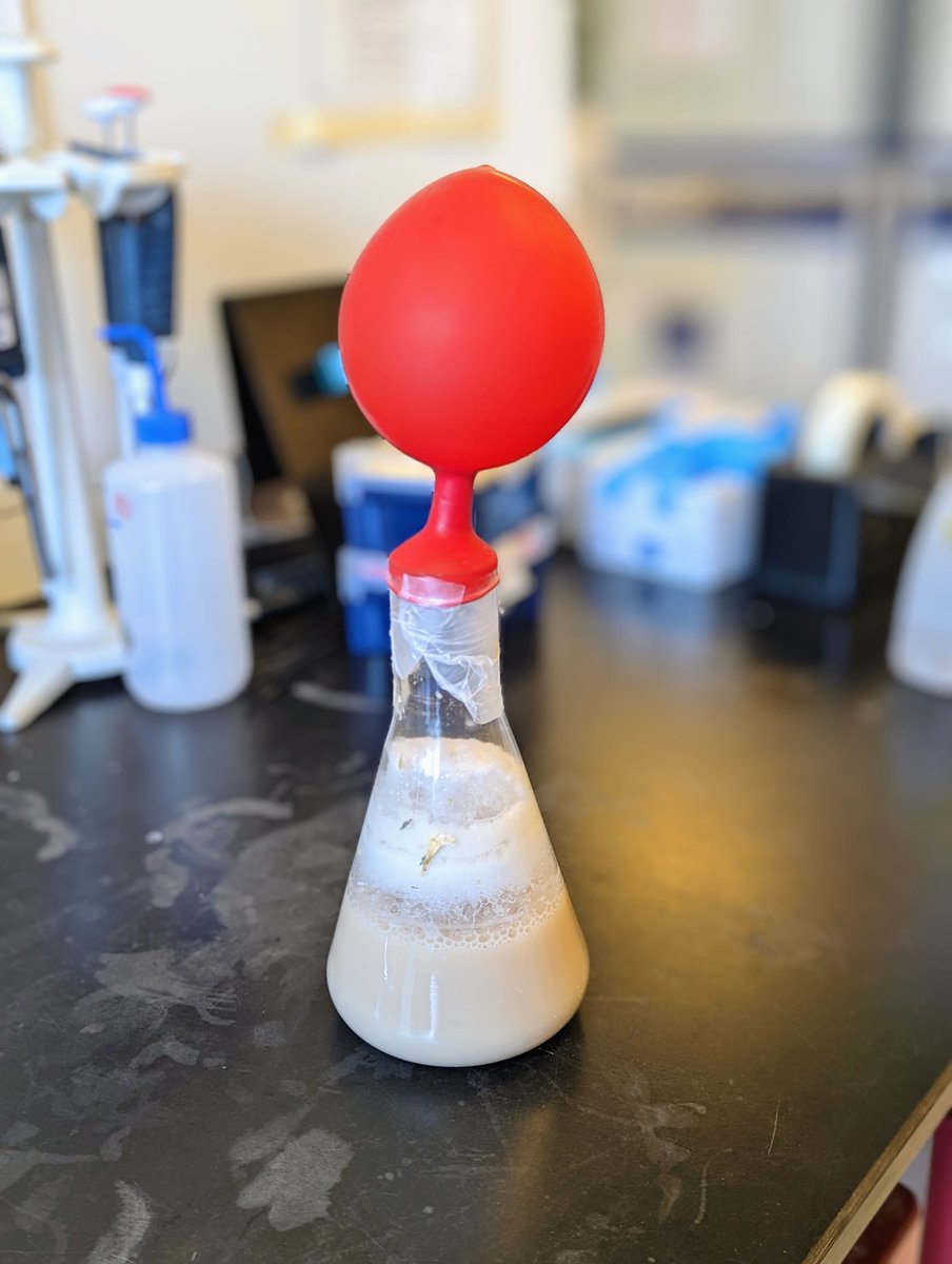 bioale1's tweet photo. Saccharomyces is getting ready for #InternationalMicroorganismDay next week @IntMicroDay @LivUniEngageHLS   #publicengagement #microbiology https://t.co/8VRDCiVDSH