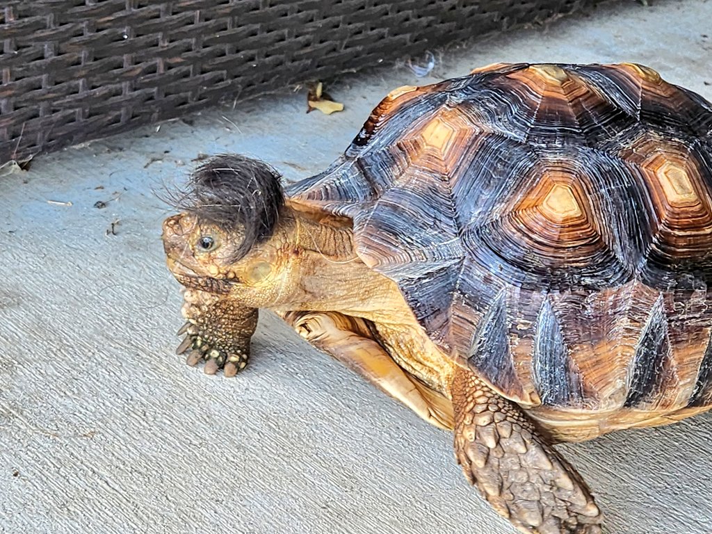 ChilledChaos's tweet photo. Shaved some hair today because it was getting unruly...

Donated it to Tort. https://t.co/KCP0Y5xVgx