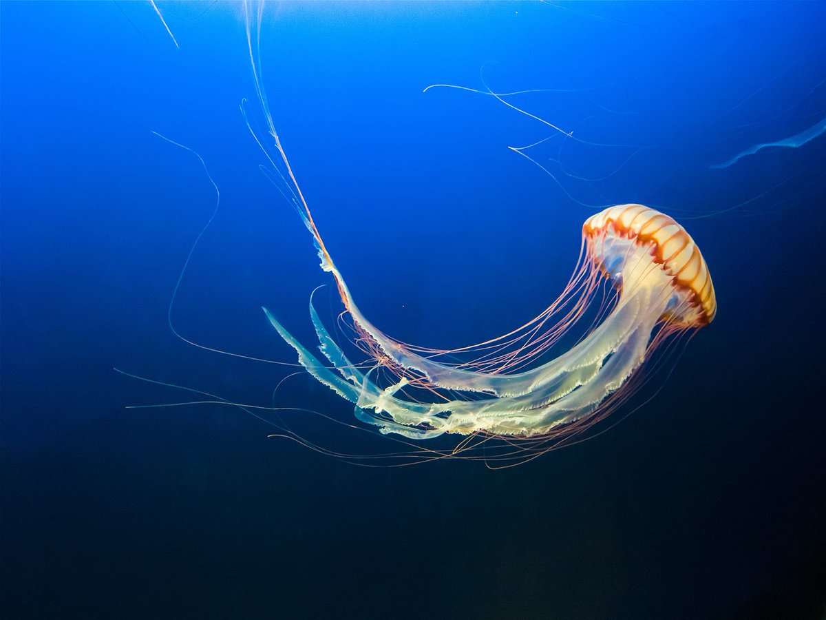 MLRProject's tweet image. DYK? 95% of an ocean jellies body is made up of water!