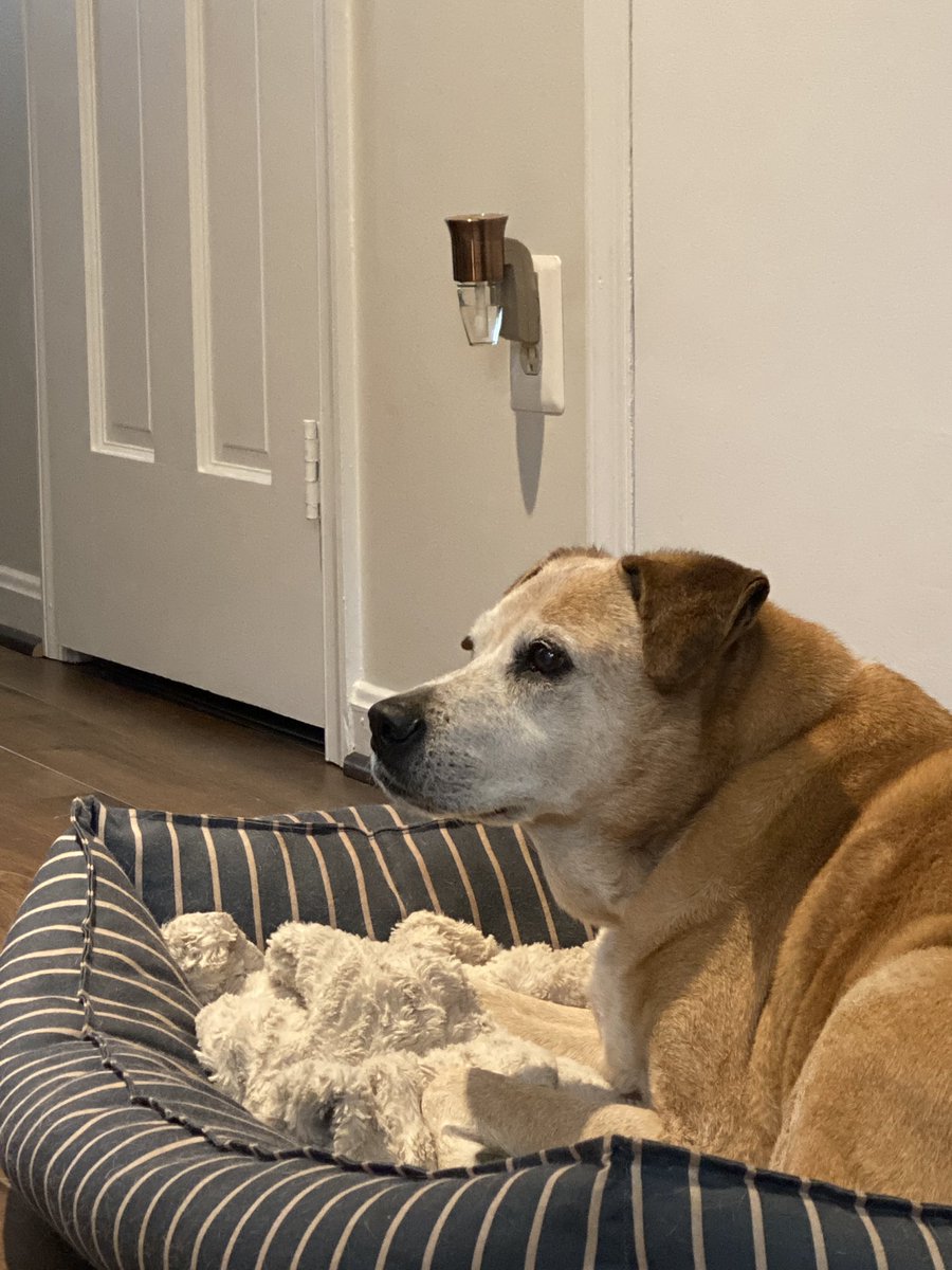 slightly_raven's tweet photo. in the grand scheme of today’s news this is not even a blip but the best boy there ever was crossed the rainbow bridge today. he came home with me 13 years ago and was my first baby. he waited long enough to meet my first human baby. rest well, sweet moe. https://t.co/fhNnwGuGZh