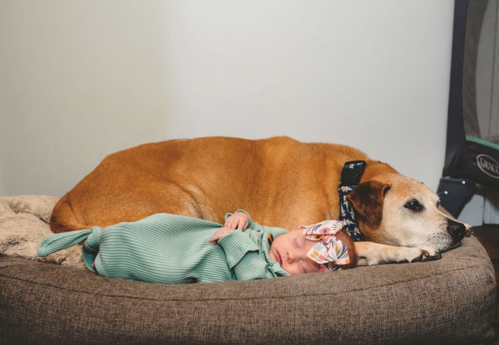 slightly_raven's tweet photo. in the grand scheme of today’s news this is not even a blip but the best boy there ever was crossed the rainbow bridge today. he came home with me 13 years ago and was my first baby. he waited long enough to meet my first human baby. rest well, sweet moe. https://t.co/fhNnwGuGZh