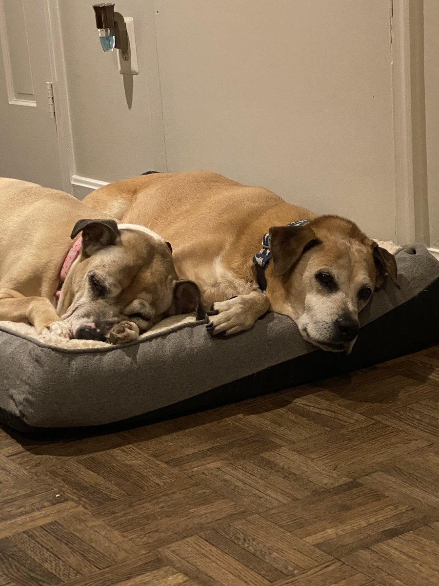 slightly_raven's tweet photo. in the grand scheme of today’s news this is not even a blip but the best boy there ever was crossed the rainbow bridge today. he came home with me 13 years ago and was my first baby. he waited long enough to meet my first human baby. rest well, sweet moe. https://t.co/fhNnwGuGZh