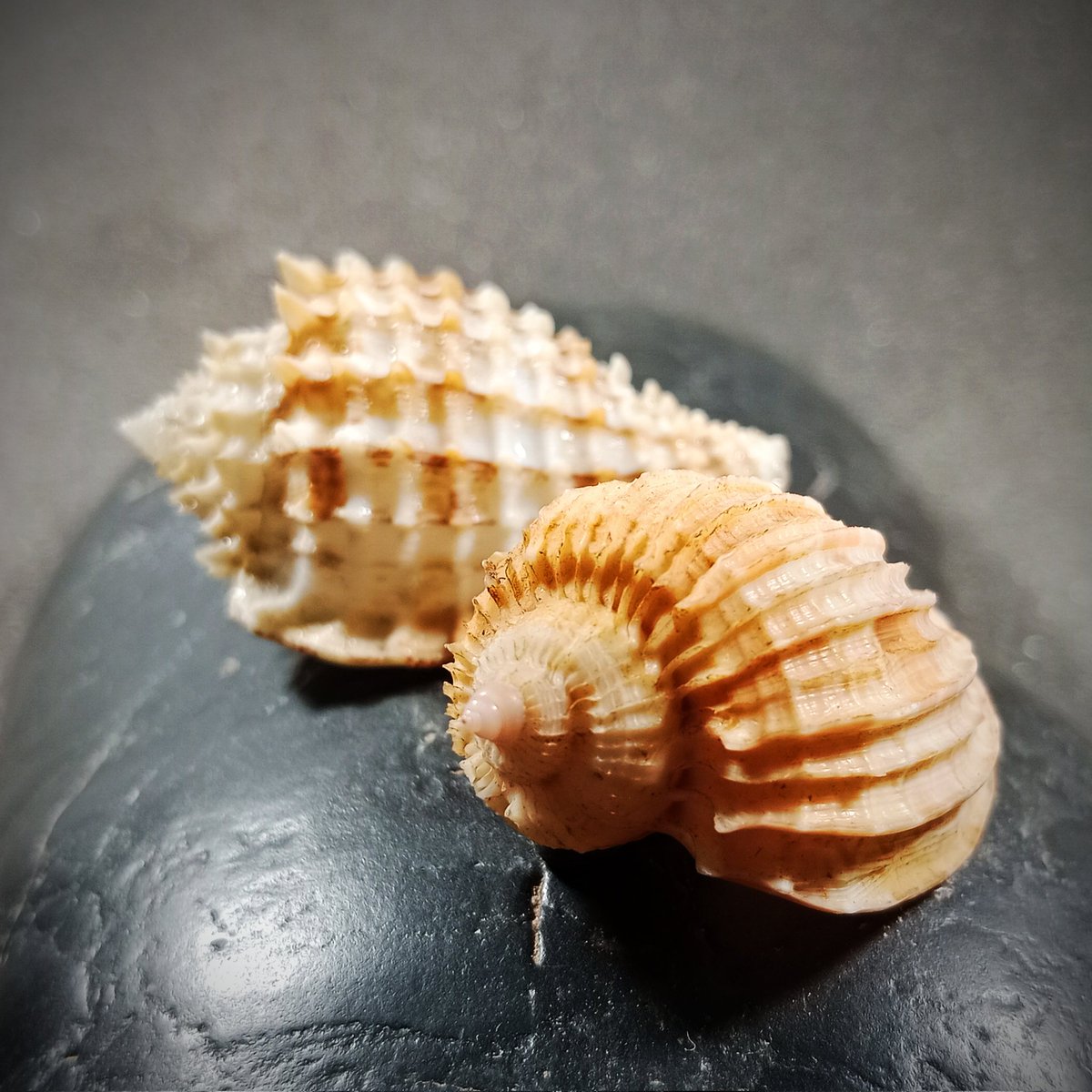m_t_a_seashell's tweet photo. Seashell collection.
#shellcollectors
#seashells https://t.co/KoN6TvI71Z