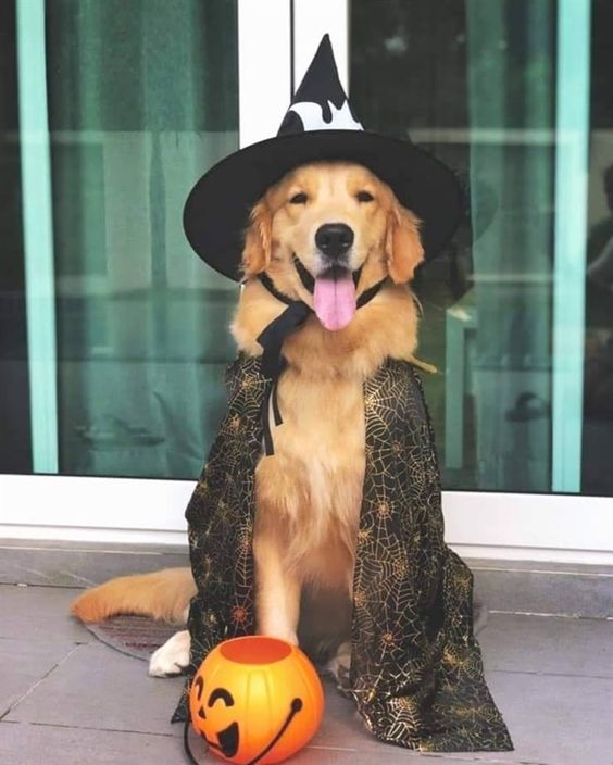 CascarStudio's tweet photo. Yo mañana 1 de octubre✨🎃🤍. https://t.co/N9OXiacBqC
