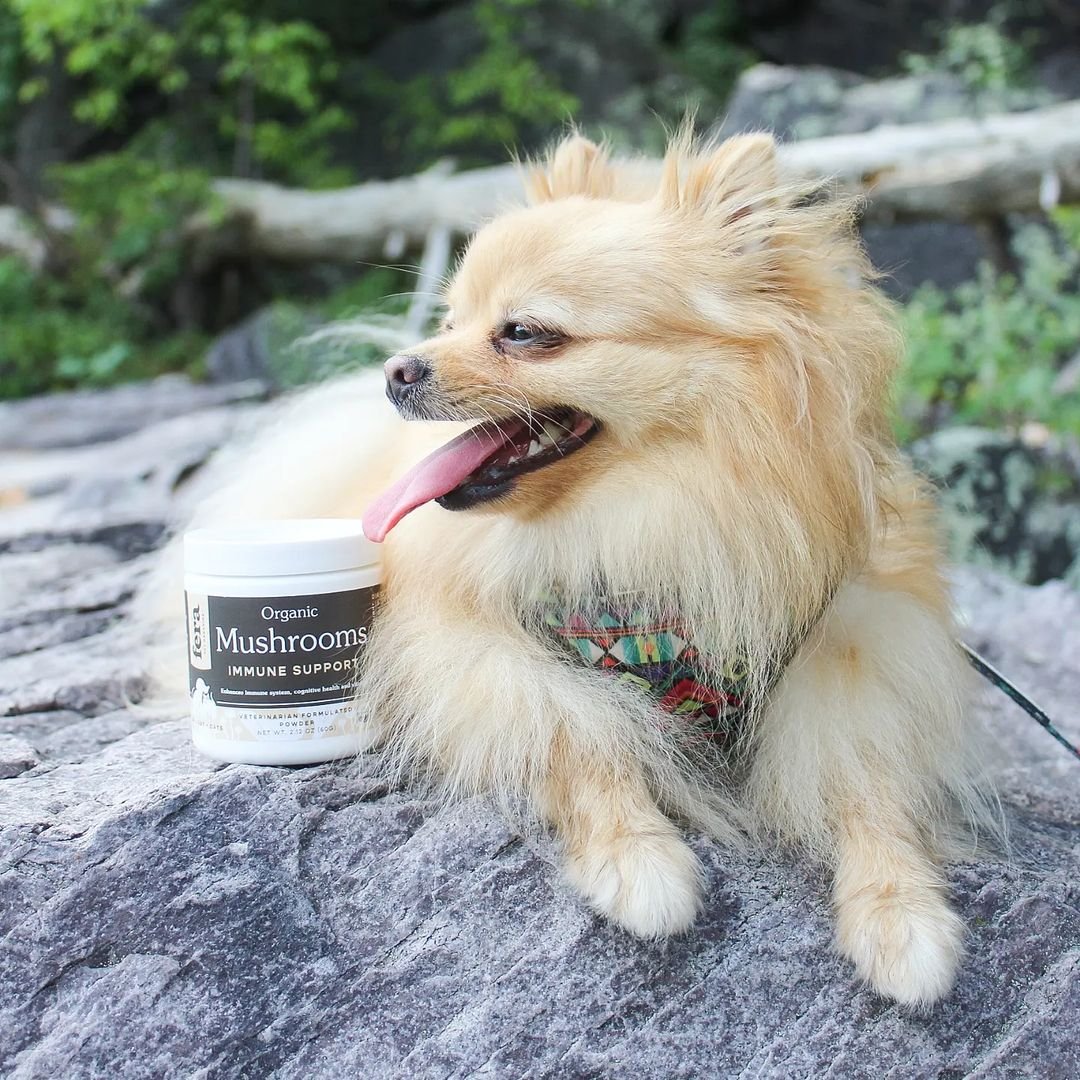 This is why we do what we do. ❤️ Sending our love to @iamwinstonpom for the kind words. We, at Fera, take pride in our non-GMO, organic, and natural ingredients that are free from heavy metals and agricultural chemicals ❤ 

#pethealthcare #petwellness #pethealth #healthypets