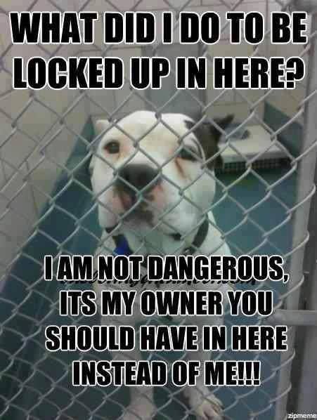 pitbullsad's tweet photo. I am so tired of good dogs being put in shelters and put to death through no fault of their own. It is high time we put the real culprits behind bars...bad owners. "Fear not the dog, fear the human" https://t.co/Bs0i1QTR2q