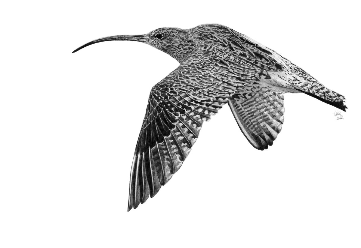 ruthwalkerap's tweet photo. I am thrilled and humbled that my #Curlew has been chosen as one of the 100 finalists in the 2022 #SketchforSurvival competition. It will be exhibited in London and be part of an auction to raise money for #endangeredspecies https://t.co/LNUhAQFPis 
#explorersagainstextinction https://t.co/LC6LdL2AUv