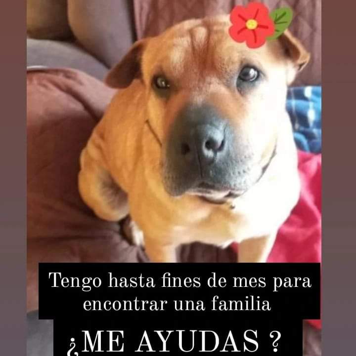 Se busca un hogar adoptivo para esta perrita Sharpei de 8 años, esterilizada,amorosa. Hasta fin de mes tendrá hogar temporal, interesados contactar al +56945743498
#Santiagodechile
RT <a href="/Adogta_me/">Adogta.me</a> <a href="/santiagoadopta/">@santiagoadopta</a> <a href="/ClubPatitas/">Club Patitas</a> <a href="/KarendTV/">Karen Doggenweiler L</a> <a href="/carolinapinoc/">Caro 🌲 C.</a> <a href="/bartorell/">#SoyBartorell</a> <a href="/vrojaso77/">Verónica Rojas Orellana</a>