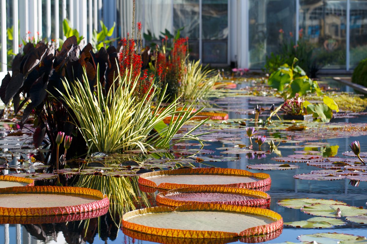 Como Friends tweet media