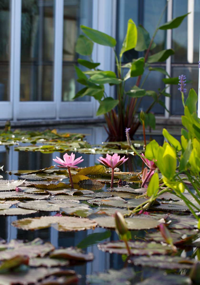 Como Friends tweet media