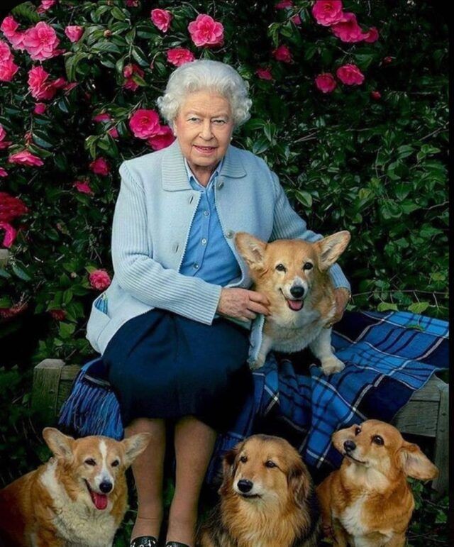 ❤️❤️Queen Loved the Animals ❤️❤️

#QueenElizabeth #QueenElizabethII #QueenElisabeth #queen_elizabeth #QueenOfEngland #DisneyPlusDay #Elizabeth #thursdayvibes #AnimalKingdom #AnimalCrossing #Dog