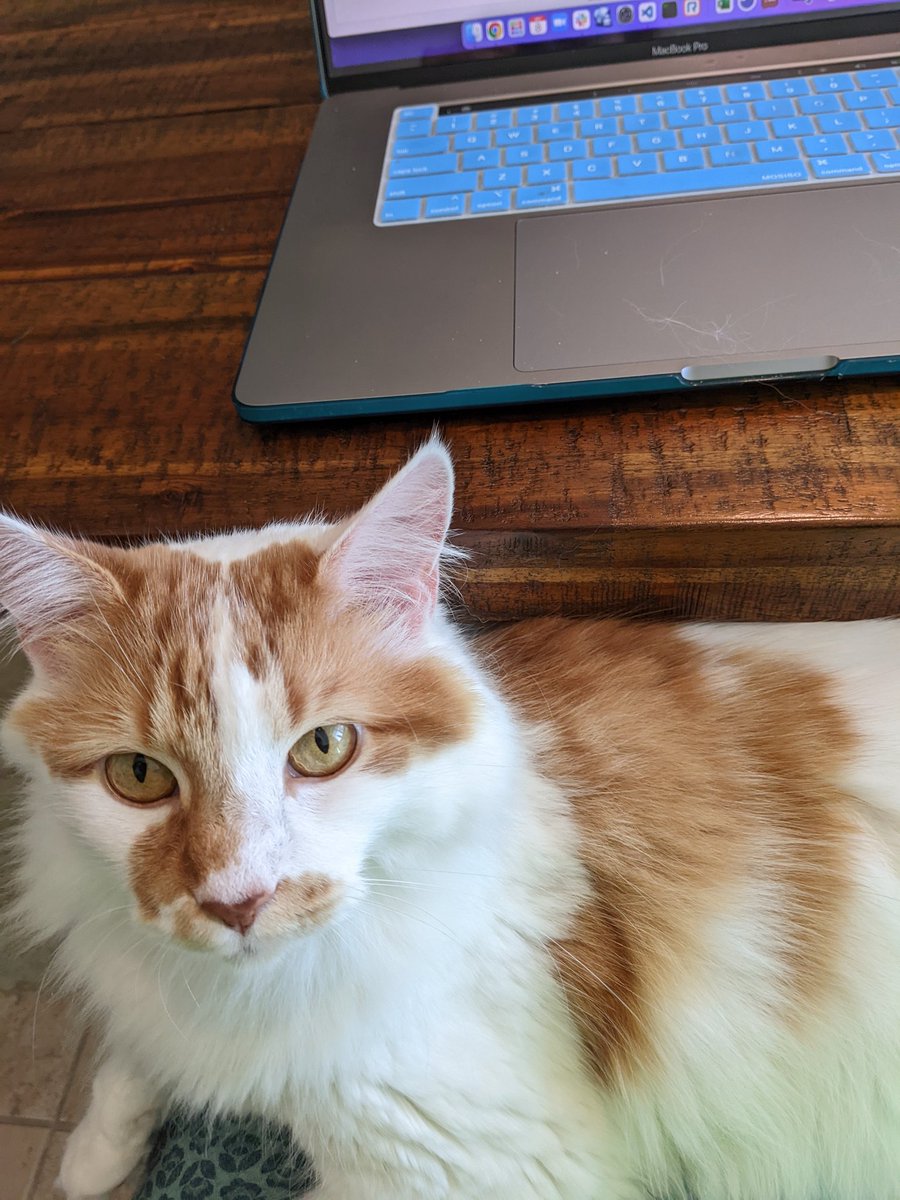 Today, my purr-programming is with him 💙