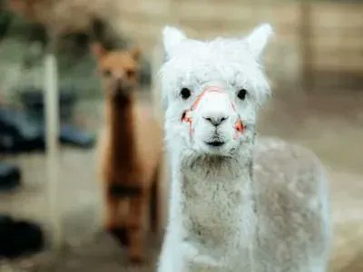 Our private #Alpaca treks are ideal as a one off experience, or can be integrated into one our fabulous Children's parties. #sevenoaks 

Find out more 👉  buff.ly/3Pb7IFv