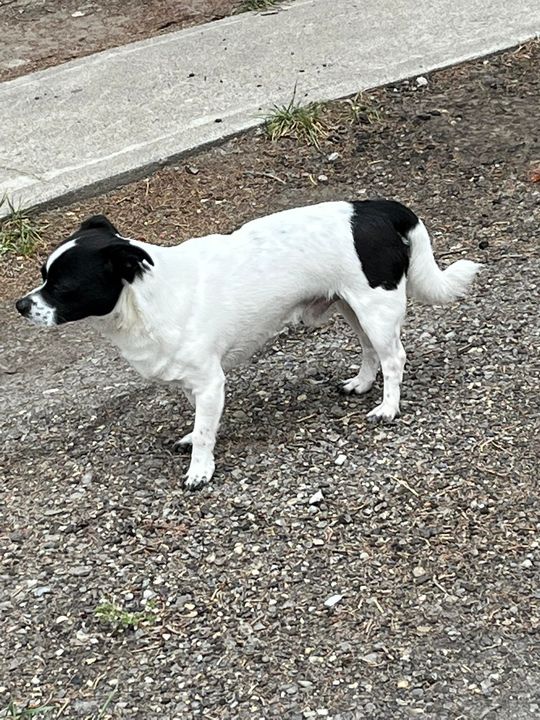 LOST PETS YYC tweet media