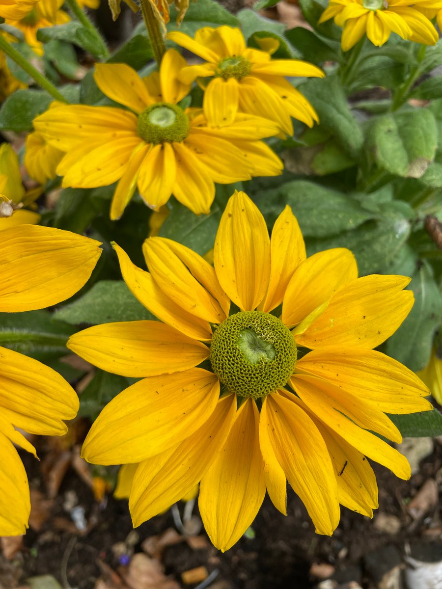 Gardenify tweet media