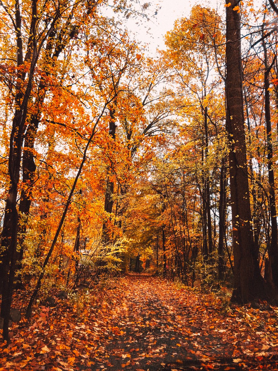 Ravel_Trips's tweet photo. Who's ready to see fall foliage 🍂😍? https://t.co/Srwwr5fotO