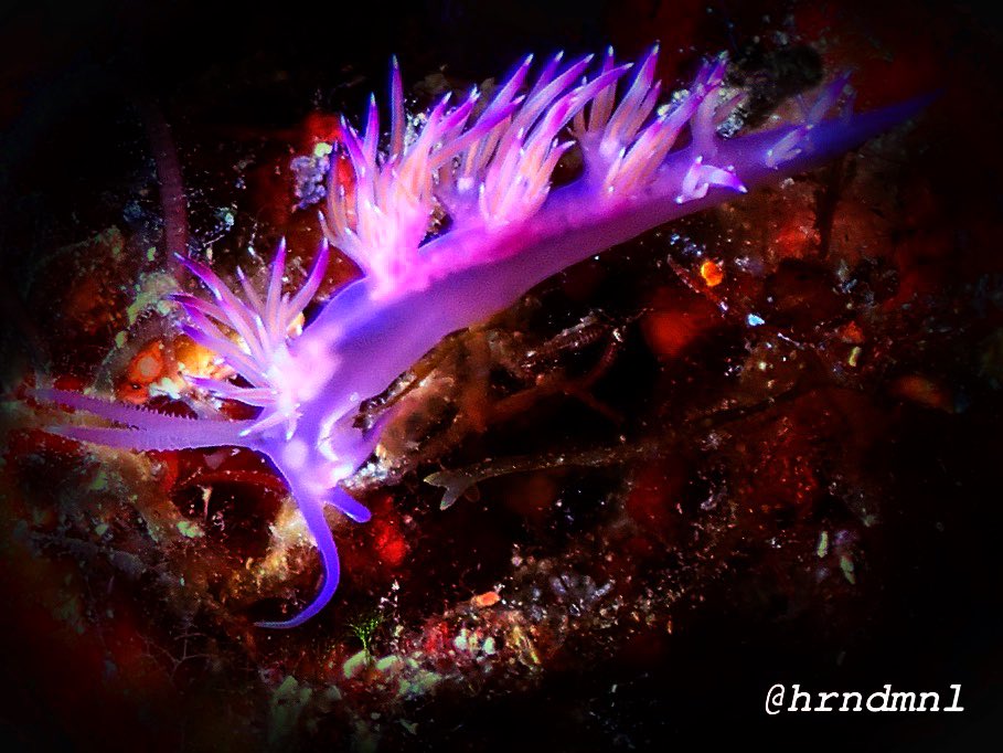 Deniz Tavşani

#underwater #underwaterphotography #scuba #scubadiving #photography