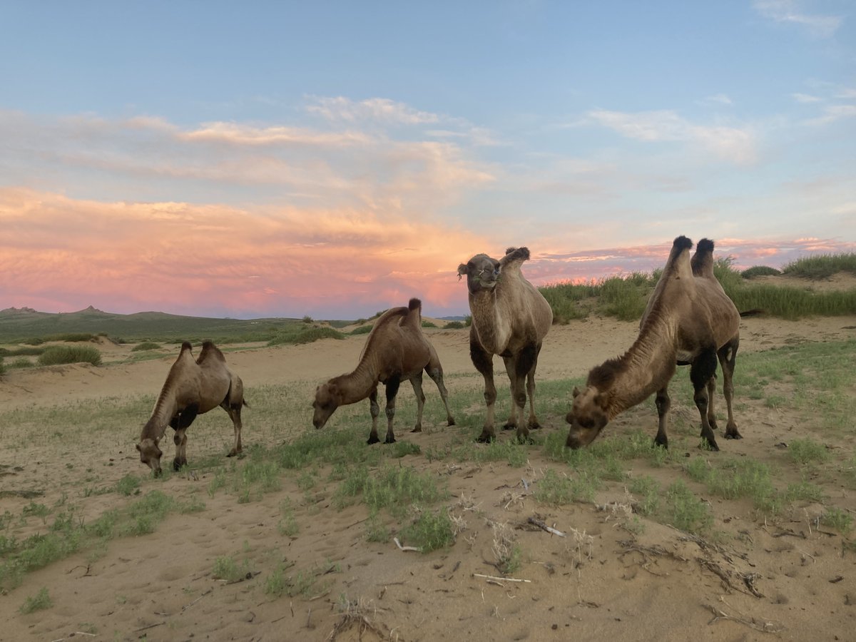 bio_uncg's tweet photo. Returning from abroad... after 6 weeks of mammal and parasite surveys across the vast Mongolian terrain, @oliviachapmn and @sousliks have returned to us with hands full of data and stomachs full of sheep! 😳😁 @STEPPNETproject #McLeanLab #MammalSurveysTakeGUTS https://t.co/NtE4hCUWOH