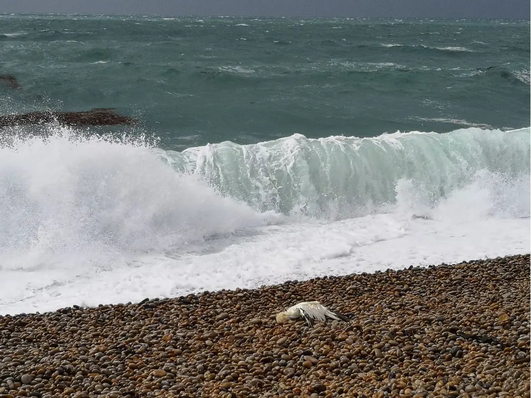 DorsetLimpet's tweet photo. Yet more dead gannets! 3 new ones washed up, 3 floating in the sea or on rafts of seaweed and 2 still alive but being harassed by gulls. 11 dead in total now along that 1km stretch from the Cove and more to come!
#birdflu #DEFRA #rspb #dorsetwildlife #seabirds #portlandbirding https://t.co/eeb7CKLdir