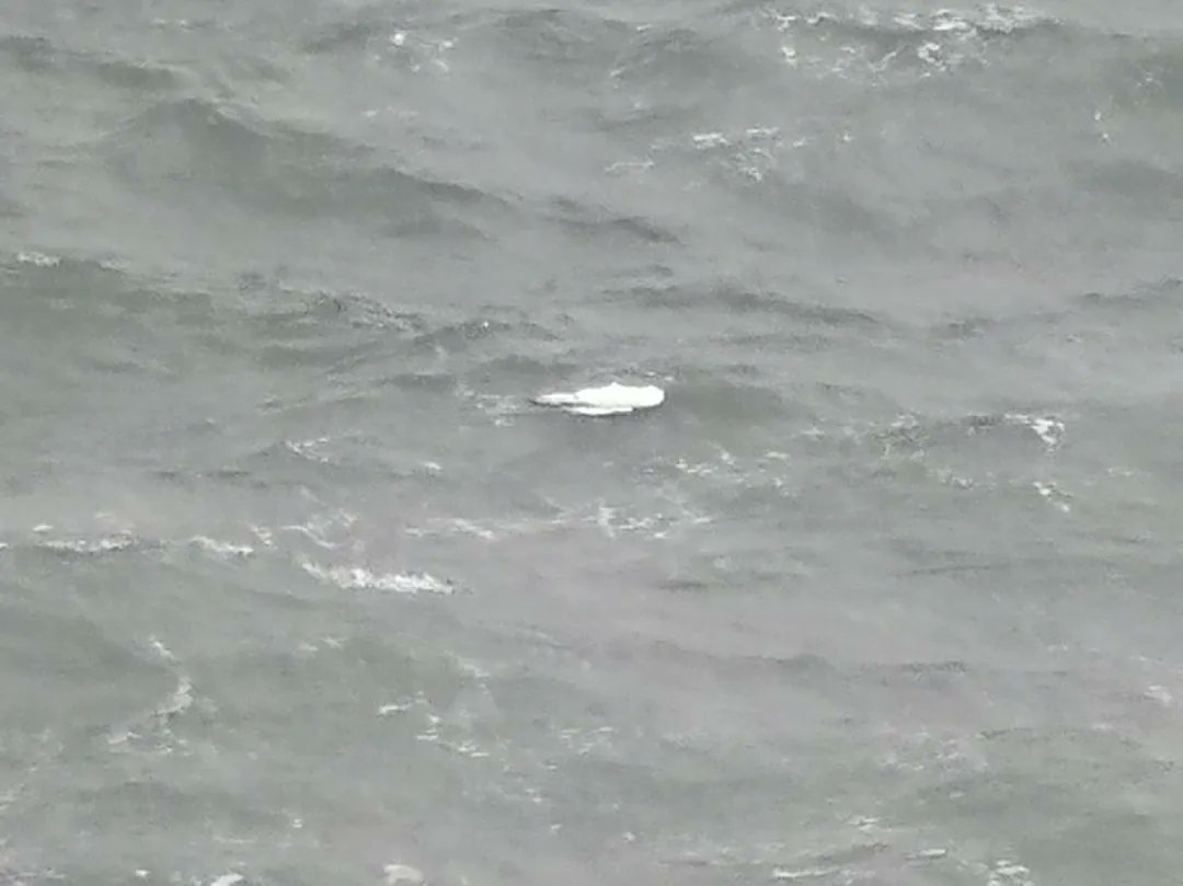 DorsetLimpet's tweet photo. Yet more dead gannets! 3 new ones washed up, 3 floating in the sea or on rafts of seaweed and 2 still alive but being harassed by gulls. 11 dead in total now along that 1km stretch from the Cove and more to come!
#birdflu #DEFRA #rspb #dorsetwildlife #seabirds #portlandbirding https://t.co/eeb7CKLdir