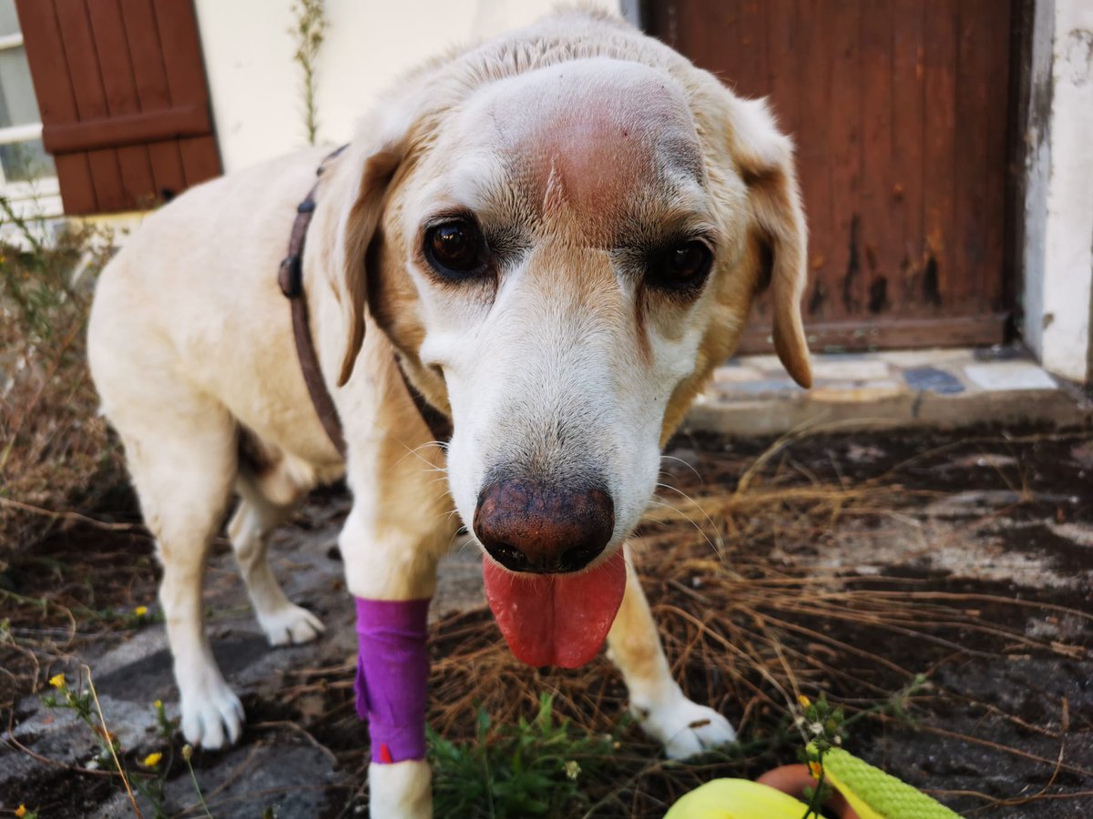 My friends need help urgently to save their beloved dog! Please, please donate &amp; share.

They're amazing people, always helping others, and now they need support to get Eisbar through his surgery, so he can be a happy crag dog for many years to come!

gofund.me/1779223f