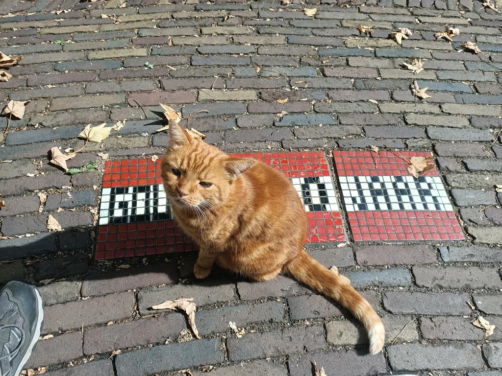 Het is elke keer echt prachtig op het dak. Kom vooral nog even kijken voor het 'staartje' van @gouda750jaar ook namens later Karel!