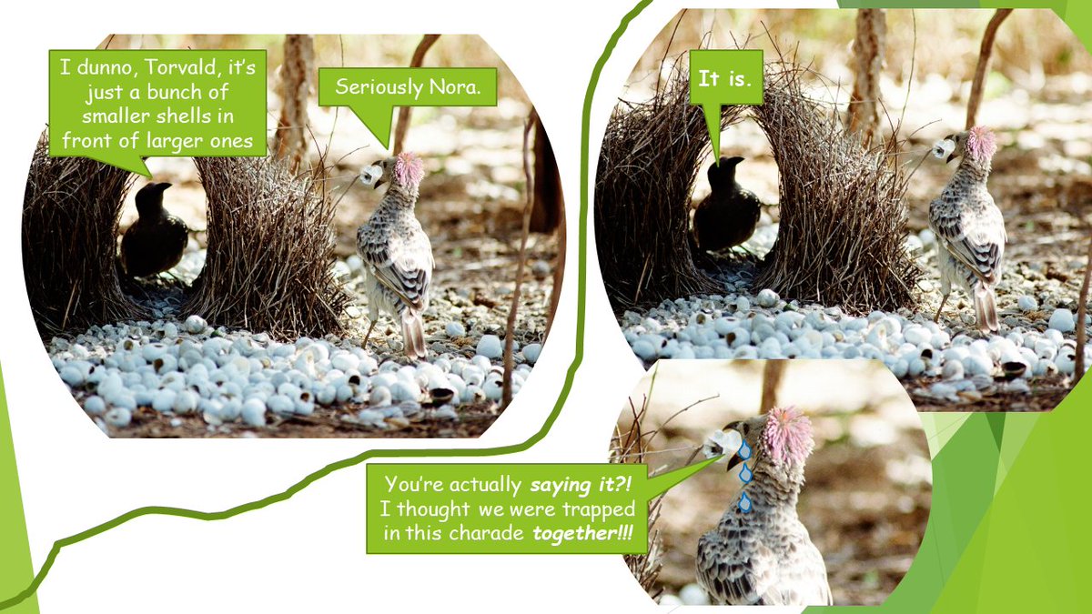 Did you know that great bowerbirds have complex, often surprising hidden emotional lives?
