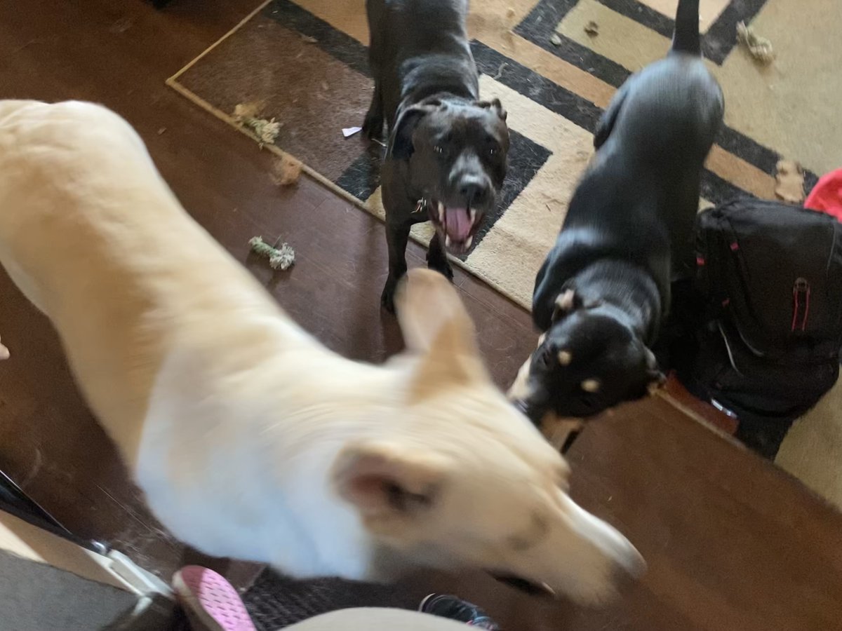 Angela31's tweet photo. (Re: that last retweet) If I am ever murdered, I take comfort in the fact that my own personal wolf pack will avenge me. https://t.co/onIe5Pk1yU