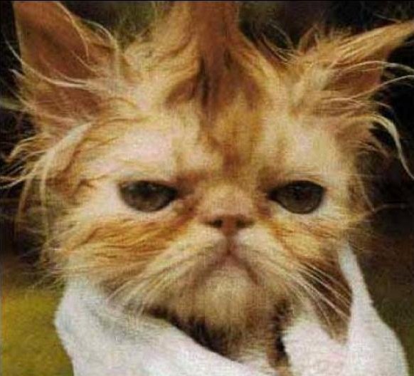 A mi jefe le digo que tengo que hablar con el y en 30 segundos me clava video llamada por watsapp.
Literal lo atiendo y soy este: