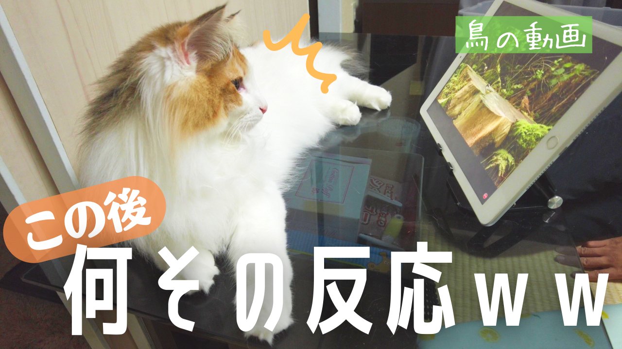 保護猫モフィ 妹スピカの日常 動画投稿しました ウチの2匹は本当にいい反応してくれます いや 3匹かな 猫がじゃれる動画 本当にじゃれると思う T Co Noc2h1m3t8 猫 保護猫 シャム猫 シャムミックス 猫好きさんと繋がりたい 保護猫