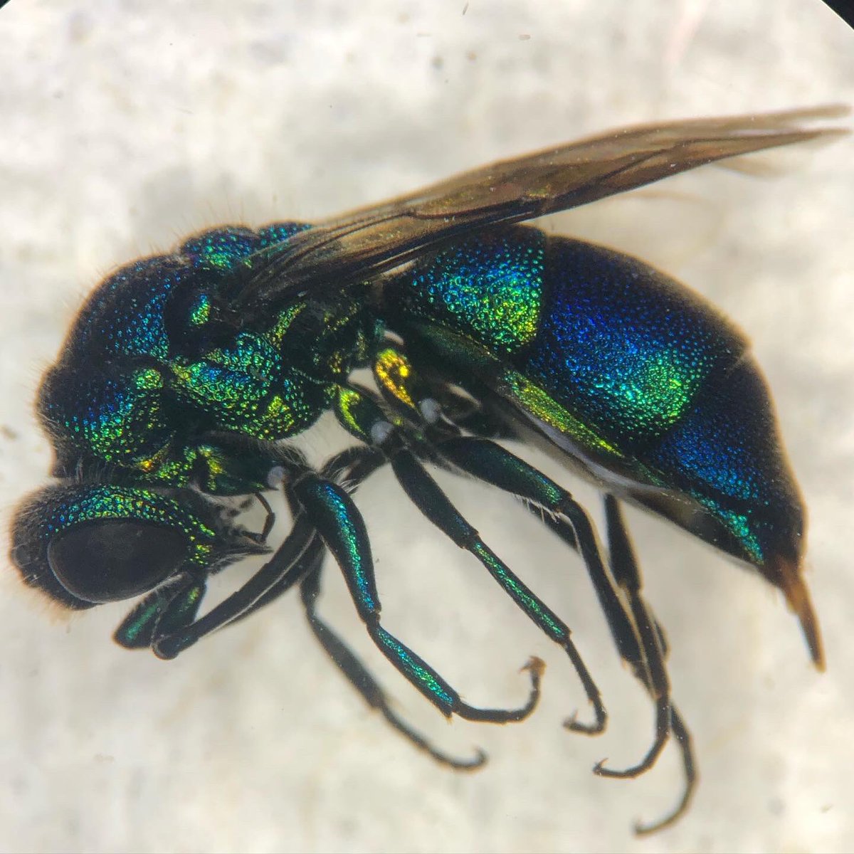 howse_it_going's tweet photo. Sorting through my catches from the summer and found this beauty! #pollinatorecology https://t.co/yeiERQfzpY