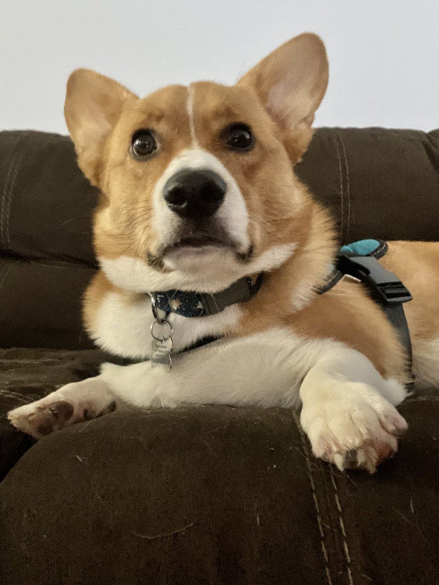 ashleyhrbsn's tweet photo. @ashleyfeinberg My corgi reading this tweet https://t.co/ePJlTn7MnM