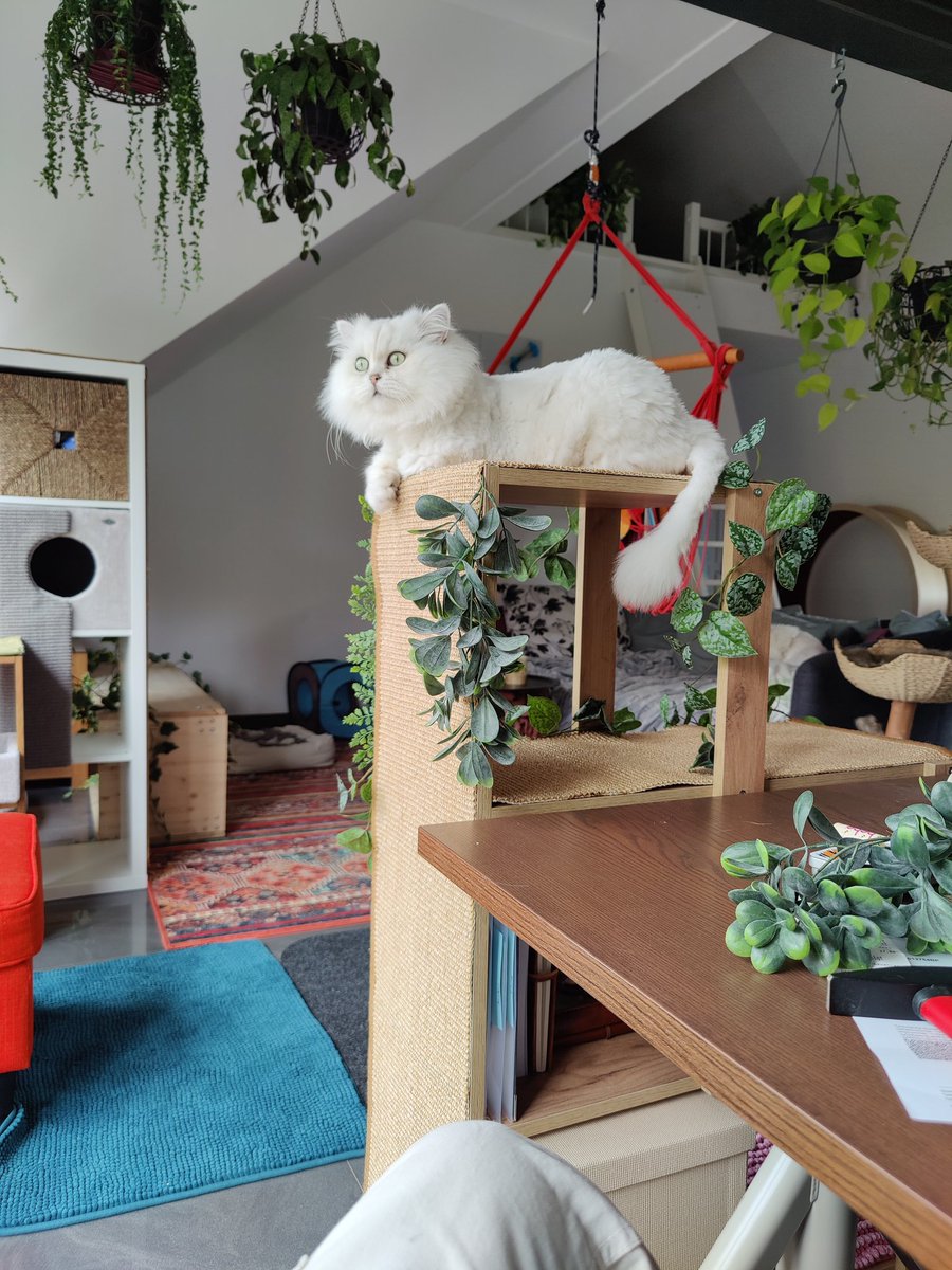 MelemBayati's tweet photo. Ok, jetzt weiß ich, dass es sich gelohnt hat. Obwohl ich an meinem Schreibtisch sitze und das Regal so nah ist, macht Amadeus es sich sehr gemütlich neben mir. https://t.co/5bTqoZbxCk
